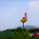 연꽃이야기 이미지