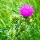 한눈에 보는 정보 - 밀크씨슬(Milk Thistle) 이미지