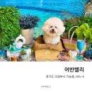 버드벨리 | 서울 근교 애견카페 어반밸리, 마리버드랑 여름 나들이
