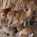 백두산농장 이미지