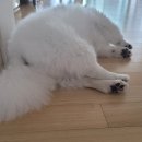 개랑나랑 이미지