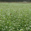 영춘농장 이미지