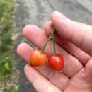 명지리앵두마을 이미지