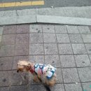 미니맘 Daum카페