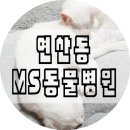 MS동물병원 네이버블로그