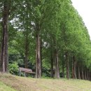 메타세쿼이아길 공중화장실 이미지