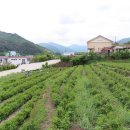 가탄교 위 이미지