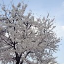 스테이구슬 이미지