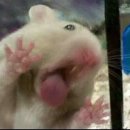 송천순대 이미지