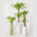 행운목 | 신호트리 행운목, 3시간 당일배송 퀄리티 이 정도?