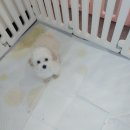 상아지네 이미지