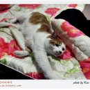 나비이불 이미지