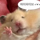 대구엔젤스코인노래연습장월성점 | 7월 둘째 주 하잉