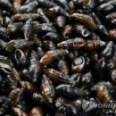 괴강올갱이해장국 연합뉴스