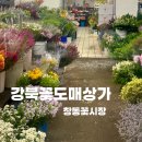 도매천사 | 창동역 강북꽃도매상가 후기 주차 운영시간 저렴한꽃시장 꽃다발