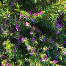 중화솔로몬 이미지