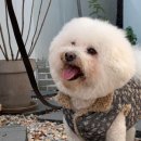 아이라잇댕
