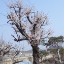 살구몰