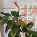 조은발관리샵