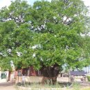 육통1리 이미지