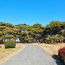 솔뫼성지 소나무 이미지