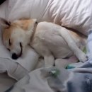 연기동물병원 이미지