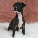 민스켄넬 이미지