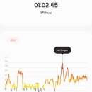 크로스핏 핏불 이미지