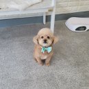 댕댕이 미장원 이미지