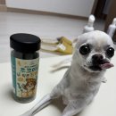 황태공장 | 강아지 건강보양 활력 간식. 레디펫고 [후코이단 먹은 황태] 솔직후기!