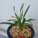 난초다실 이미지