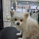 방울이네 펫살롱 이미지