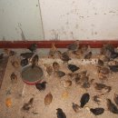 고려축산 이미지