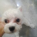 펫토피아 동물병원 이미지