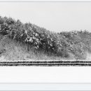 황태덕장 이미지