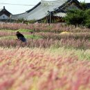 핑크뮬리 꽃단지 원 이미지