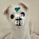 멍그라밍 네이버블로그