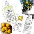 레몬트리 이미지