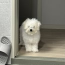 멍블링 | 당진애견미용 멍블링 배냇미용 후기