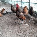 속리농원 이미지