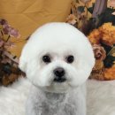 츄블리 펫 살롱 이미지