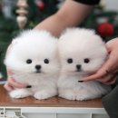 미유펫 강아지고양이 구미점 이미지