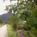 강림초 부곡분교장 이미지