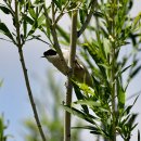 몽골의 새3 - white crownen penduline tit 이미지