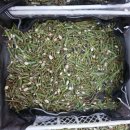 자연산약초마을 이미지