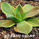 카타이어 이미지