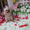 쪼쪼애견 이미지