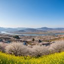 대자연농원 | 2026년 3월 봄꽃 축제 완벽 가이드 매화부터 산수유까지 국내 첫 봄꽃 여행