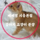 베베멍 이미지