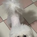 멍블멍블 이미지